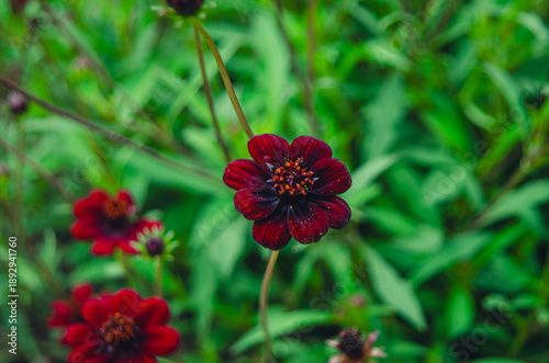 Chocolate cosmos flower.