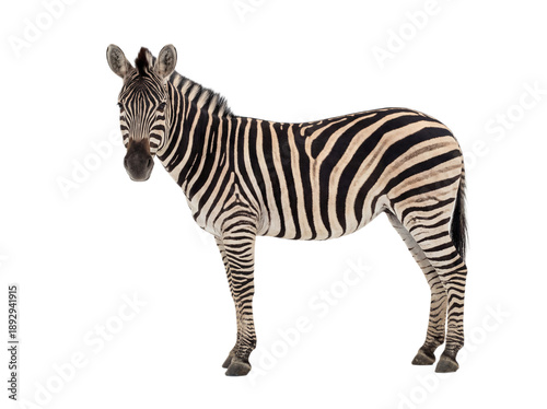 Plains zebra standing, side view, isolated on transparent background (PNG)