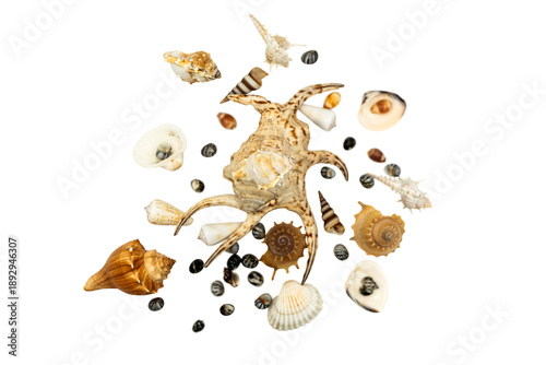 Natural Beauty: A Collection of Various Seashells on a Transparent Background Celebrating the Underwater World and Shell Collection.