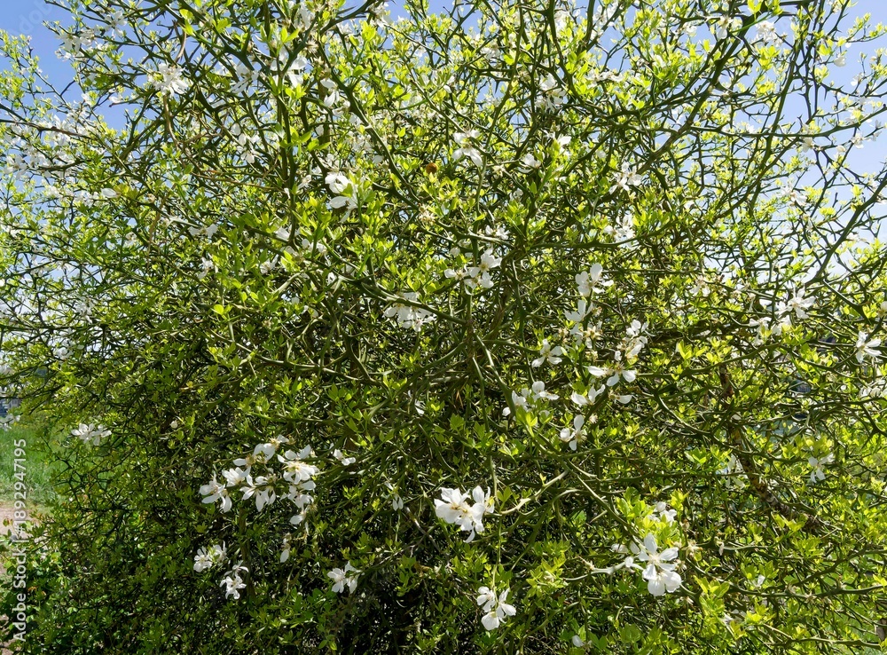 Fototapeta premium (Poncirus trifoliata) Shrub of Trifoliate orange as barrier and ornamental hedge having twisted stems with strong thorns, producing decorative white flowers with yellow stamens in early spring