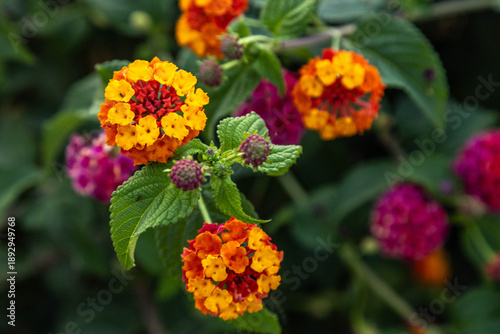 Photos Macro view of colorful lantana camara flowers with orange and pink petals