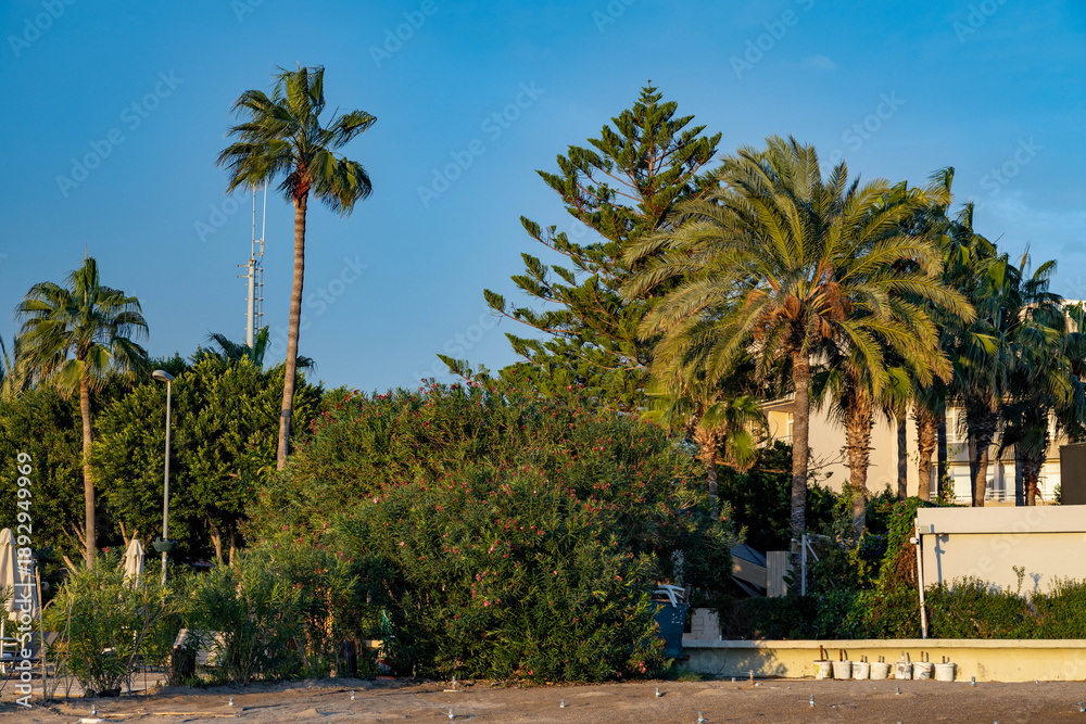 Obraz premium Lush green palm trees and Mediterranean vegetation along a coastal promenade. Scenic resort landscape in Turkey during sunset. Sunny evening with tropical flora on the southern sea shore.