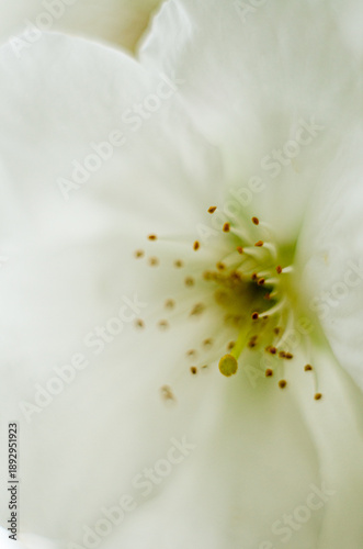 Snow-white cherry blossom in macro photo
