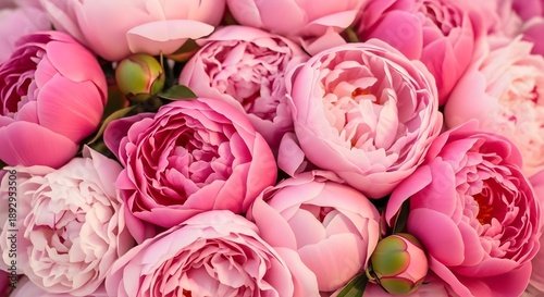 Vibrant pink peonies in full bloom closeup