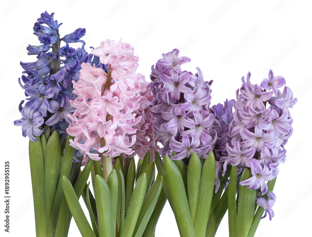 Obraz premium Jacinthes mauve et bleu