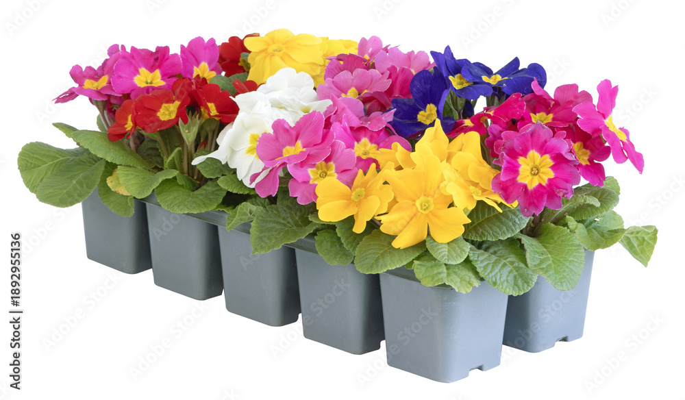 Obraz premium Barquette de primevères