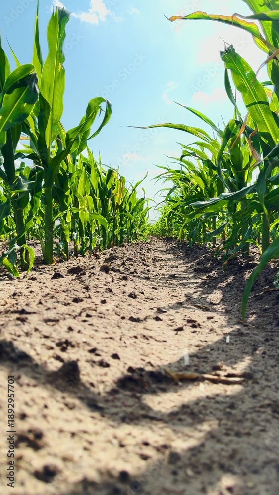 Fototapeta premium Vibrant summer field, Growing maize scene, Country farming tradition, Detailed leaf textures, Greenery in abundance, Agricultural roots, Future meal in making, Vegetable origins, Farming pride, Corn