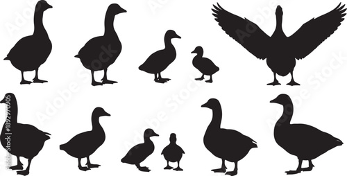 Silhouettes of geese in various life stages on white background also transparent background black goslings
