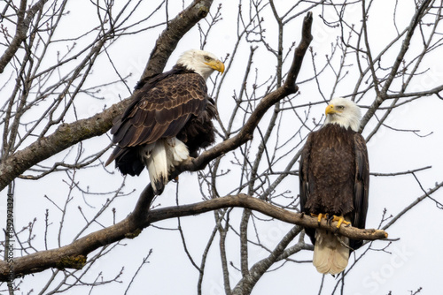 Eagles in a tree during the winter near Nauvoo IL