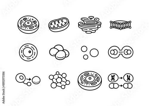 Cell Biology Icons. Cellular Biology. Line icon set of Cellular Biology: cell structure, mitochondria, endoplasmic reticulum, cell membrane, nucleus core,
