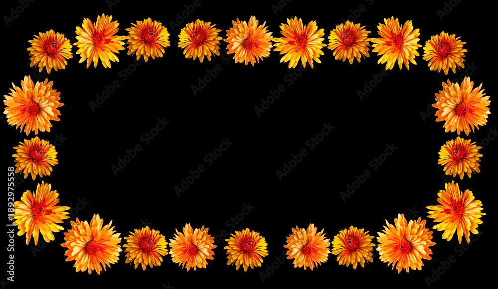 Obraz premium frame of yellow chrysanthemum flowers on a black background