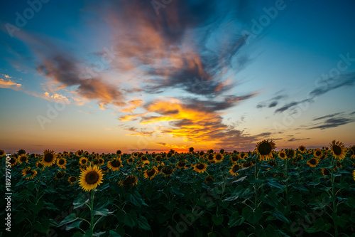Tableau sur toile A field of sunflowers, a beautiful sunset in the sky with fiery clouds illuminat