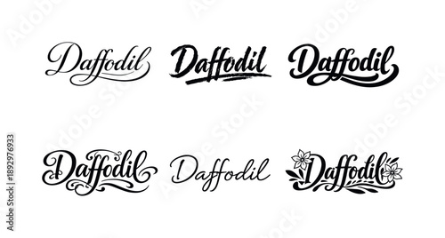 Daffodil Lettering Variations. Daffodil brush script lettering. Set lettering. harmonious lettering variations of the same emblematic concept, each with