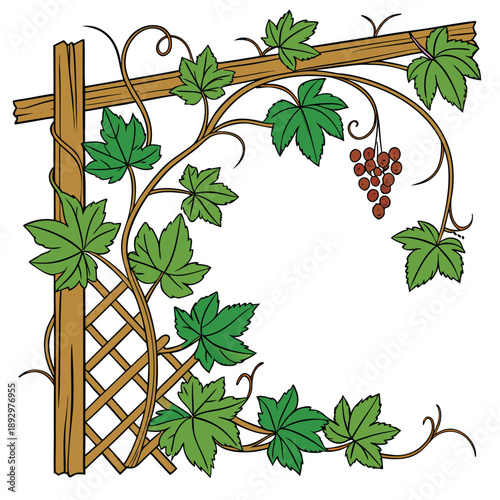 Elegant vine border illustration featuring green grape leaves and a small cluster of ripening purple grapes climbing a wooden garden trellis structure in the corner.