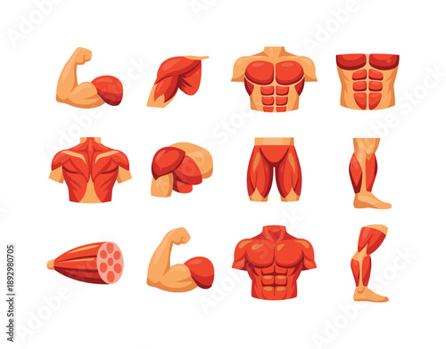 Colorful Muscular Icons. Muscular System. Colorful flat vector icons set of Muscular System: biceps, triceps, chest muscles, abdominal muscles, back muscles,