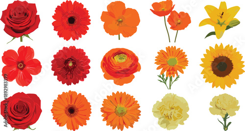 Colorful flowers on white background red flowers orange flowers yellow flowers roses