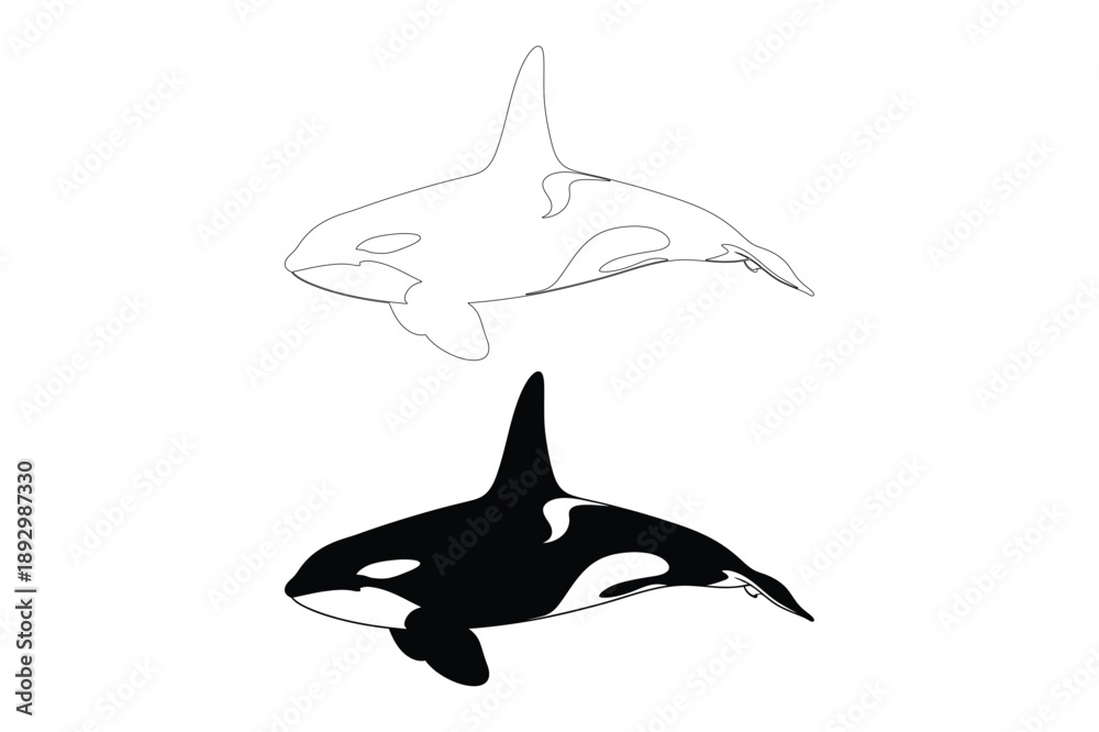 Fototapeta premium Orca Whale Silhouettes: Killer Whale Outline and Black