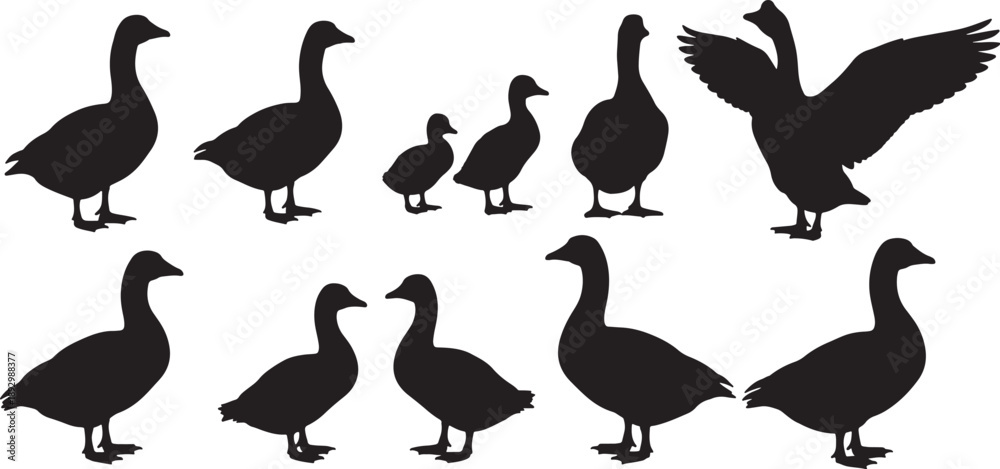 Obraz premium Black silhouettes of geese on white background also transparent background birds waterfowl