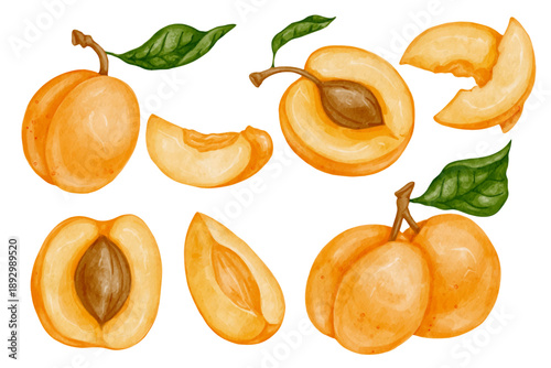 Collection of ripe apricots and juicy summer fruit slices. Vector graphics.