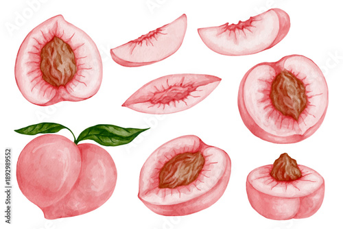 Collection of ripe peaches and pieces of juicy summer nectarines. Vector graphics.