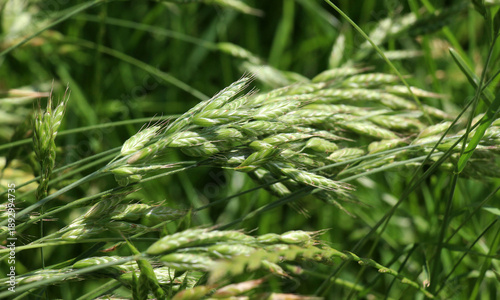 Cereal grass bromus hordeaceus grows in nature