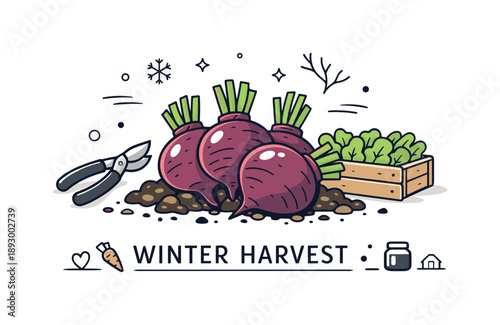 Beetroot Harvest Scene. Beetroot harvest concept. Beetroots gathered together with soil hints and trimmed greens, shown as winter produce. Honest