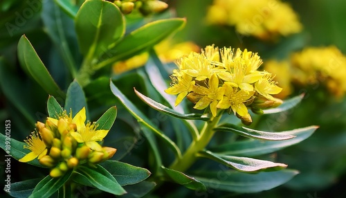 Close Up Shot Of Rhodiola Rosea Plant With Its Vibrant Yellow Flowers And Fresh Green Leaves In Nature