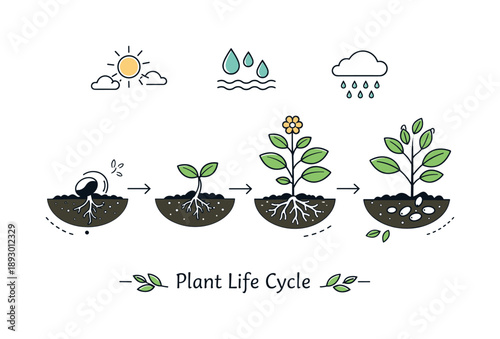 Plant Life Cycle. Plant life cycle nature study. A calm educational illustration showing plant stages alongside soil, water, and sunlight symbols, emphasizing