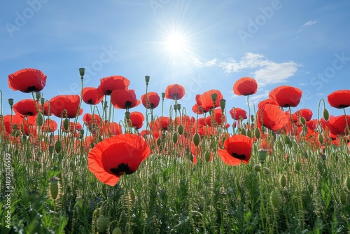 Bright red poppies bloom under a clear blue sky in a vibrant field during mid-afternoon