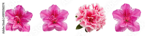 Set of Azalea Blossoms in Varying Shades of Pink with Multi-Layered Cluster, Isolated on White Background Oil Paint PNG