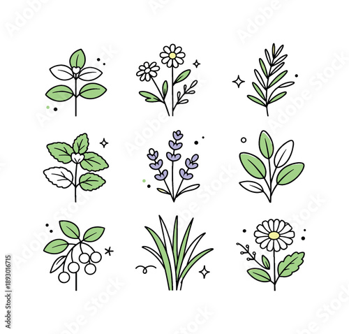 Herbal Vector Collection. Herbal plants vector set. Simple herbs with stems and leaves arranged as a tidy collection. Natural wellness and gentle organic