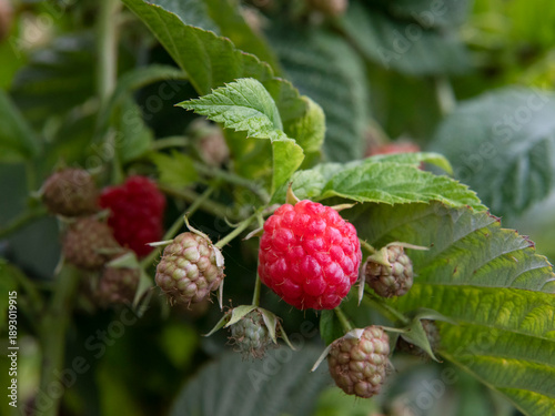 Close-up of ripe red raspberry with unripe berries on plant, fresh organic fruit growing in garden