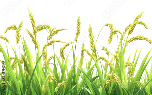 Rice field nature on white background,png