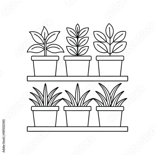 Three potted plants on a shelf with three more below