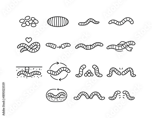 Worm Lifecycle Icons. Worms. Line icon set of worm lifecycle: worm egg, cocoon, tiny hatchling worm, juvenile worm, adult worm, mating symbol, regeneration
