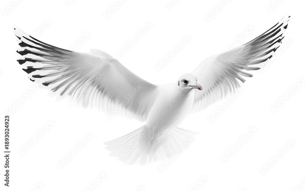 Obraz premium Seagull flying on white background,png