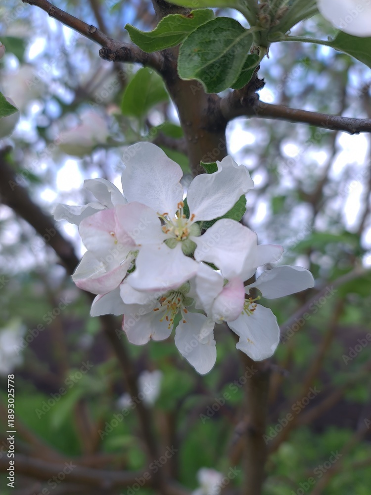Obraz premium apple tree blossom in spring