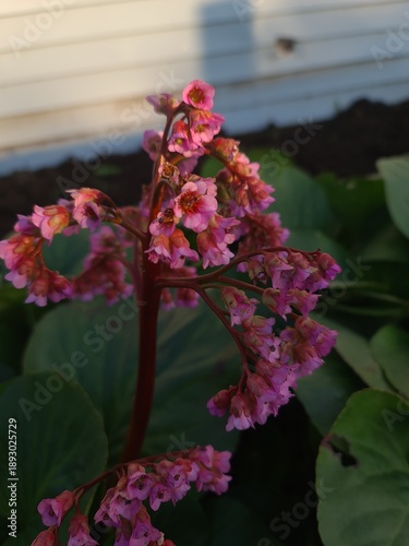 Photos bergenia flowers blossoming in the garden in spring