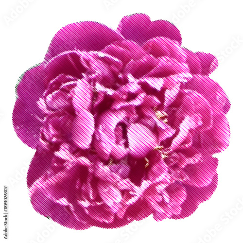 Flower pion halftone collage vector element for mixed media design