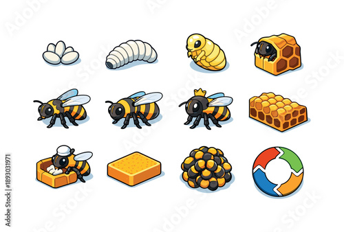 Bee Life Cycle Icons. Bee life cycle. Colorful isometric vector icons set of bee life cycle: egg, larva, pupa, emerging bee, worker bee, drone bee, queen bee,