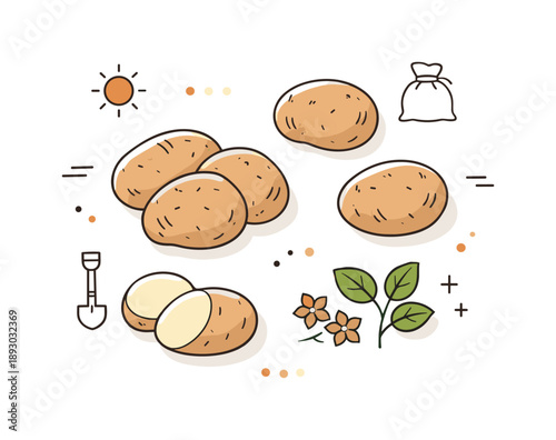 Minimalist Potato Art. Rustic potato still life. Minimal flat lay of potatoes with light texture marks, natural harvest feeling and simplicity. Clean