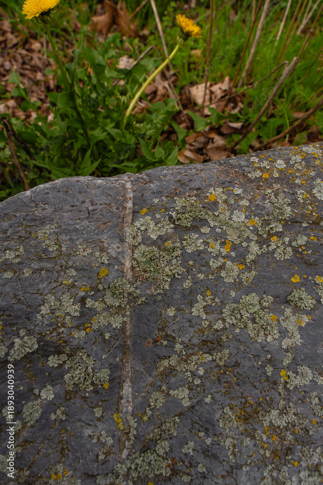 Fototapeta premium Close-up of a weathered rock covered with patches of lichen and moss in Czech Republic, natural organic texture perfect for backgrounds, ecology themes, or design references in architecture.