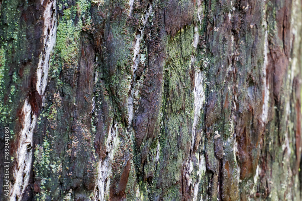 Fototapeta premium Tree Bark with Streaks and Lichens. Macro shot of a trunk showing vertical white streaks, deep fissures, and a dense covering of greenish lichens.