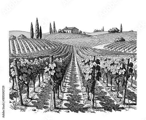 Detailed vineyard landscape with fields and rural scenery