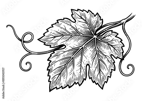 Detailed grapevine leaf with tendrils