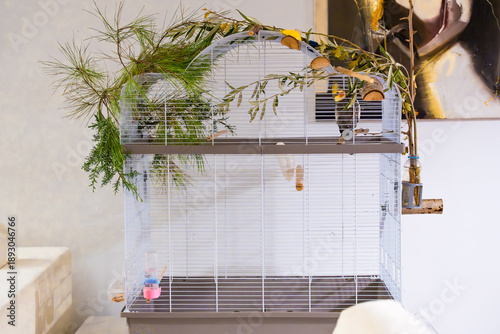 Bild auf Leinwand Cockatiel sitting in a spacious white cage decorated with fresh pine, cedar, and leafy branches