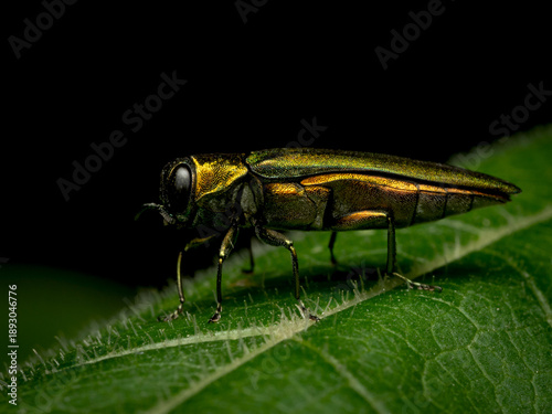 Fotografie Emerald ash borer - Agrilus planipennis, a pest for the ash trees