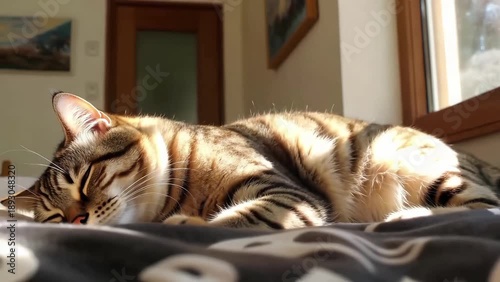 Tabby cat sleeping peacefully on a bed in sunlight indoors  