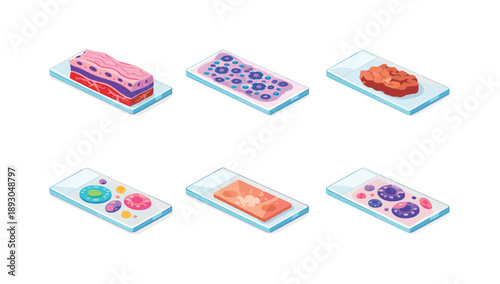 Histology Slides Grid. Histology Slides. Isometric flat vector icons set of Histology Slides: tissue cross-section slide, stained cell layer, biopsy sample