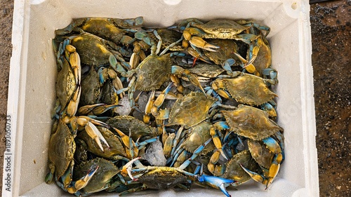 Billede på lærred Fresh Blue Crabs Piled In Cooler Showing Mixed Sizes, Wet Shells And Broken Claw